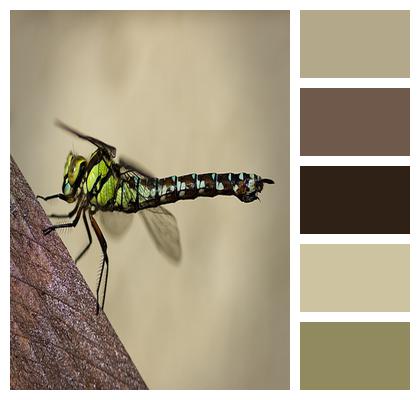 Southern Hawker Dragonfly Dragon Fly Insect Image